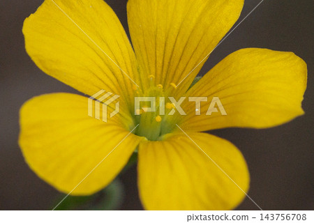 Oxalis 被誤認為是幸運的四葉草 Oxalis 被誤認為是幸運的四葉草 143756708
