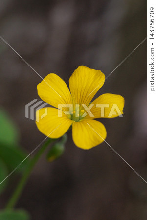 Oxalis 被誤認為是幸運的四葉草 Oxalis 被誤認為是幸運的四葉草 143756709