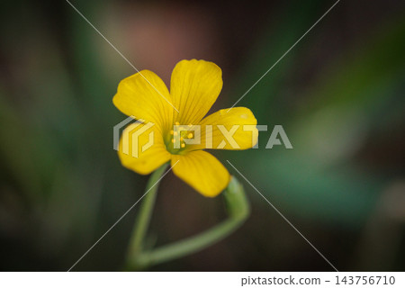 Oxalis 被誤認為是幸運的四葉草 143756710