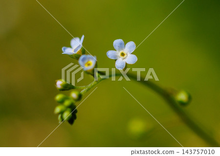 這種花因其淡藍色的小花和壓碎後散發出類似黃瓜的氣味而得名。 這種花因其淡藍色的小花和壓碎後散發出類似黃瓜的氣味而得名。 143757010