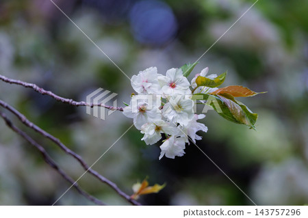 櫻花，一種為相遇和告別著色的日本花 143757296