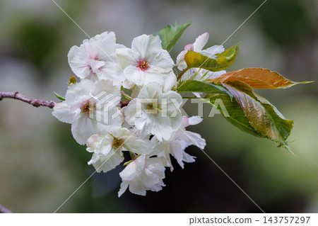 櫻花，一種為相遇和告別著色的日本花 143757297