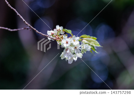 櫻花,一種為相遇和告別著色的日本花 櫻花,一種為相遇和告別著色的日本花 143757298