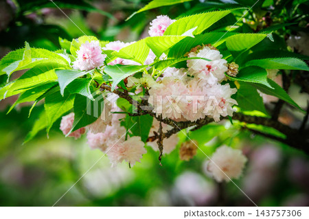 櫻花,一種為相遇和告別著色的日本花 櫻花,一種為相遇和告別著色的日本花 143757306