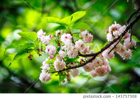 櫻花,一種為相遇和告別著色的日本花 櫻花,一種為相遇和告別著色的日本花 143757308