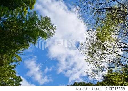 透過森林中的樹木，可以看到藍天白雲。 143757359