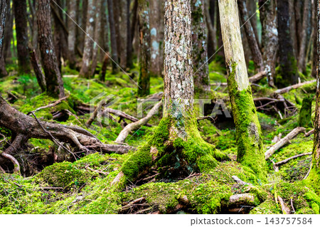 信州北部八嶽山脈 - 苔蘚森林 信州北部八嶽山脈 - 苔蘚森林 143757584
