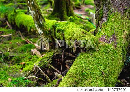 Shinshu Northern Yatsugatake Mountains - Mossy Forest Shinshu Northern Yatsugatake Mountains - Mossy Forest 143757601