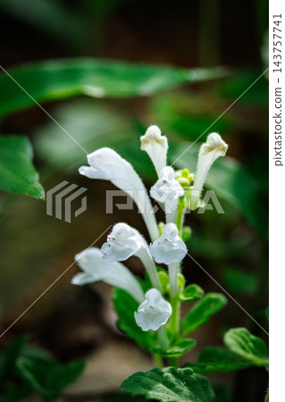 骷髏花,一種小野花,開著漂亮的紫色花朵,看起來像泡沫的波浪。 骷髏花,一種小野花,開著漂亮的紫色花朵,看起來像泡沫的波浪。 143757741