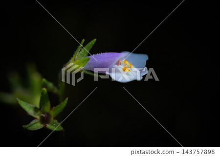 Mazus pumilus，總是長著綠色的葉子，因果實爆炸而得名 143757898