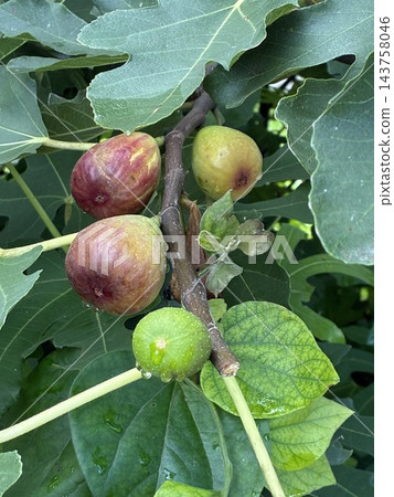 樹上的無花果開始變色了 樹上的無花果開始變色了 143758046