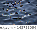Abstract water surface background material that captures the refraction and reflection of light. Abstract water surface background material that captures the refraction and reflection of light. 143758064
