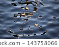 Abstract water surface background material that captures the refraction and reflection of light. Abstract water surface background material that captures the refraction and reflection of light. 143758066