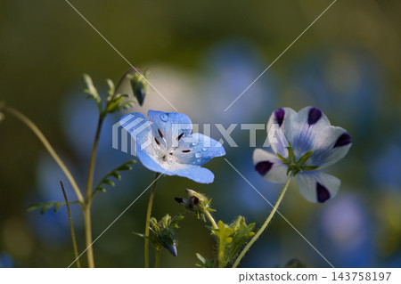 美麗的藍粉蝶花地毯，像森林仙子 143758197