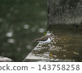 A Common Sandpiper standing by the weir 143758258