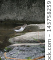 There was a sandpiper in the river. 143758259