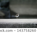 A Common Sandpiper standing by the weir 143758260