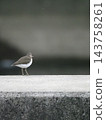 A Common Sandpiper standing by the weir 143758261