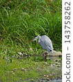 Heron aiming for prey 143758262