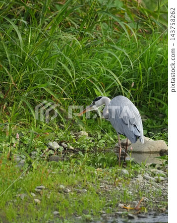Heron aiming for prey 143758262