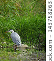 A grey heron standing by the riverbank 143758263