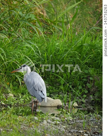 A grey heron standing by the riverbank A grey heron standing by the riverbank 143758263