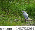 A grey heron standing by the riverbank. 143758264