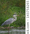Heron aiming for prey 143758265