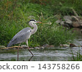 Gray heron walking on the river 143758266