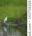 A little egret standing by the riverbank 143758268