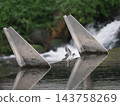 A sandpiper about to fall over a weir. 143758269