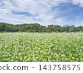 一片盛開的蕎麥田，藍天白雲在上方綿延。 143758575