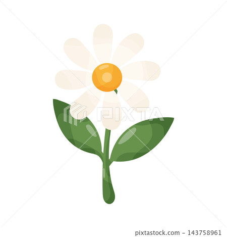 Illustration of Daisy Flower 143758961