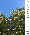 Autumn blue sky and red dogwood berries 143759227