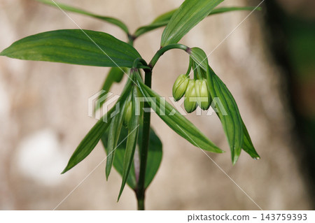 Disporum 無柄生長在灌木叢等開闊區域,並綻放類似於所羅門海豹的花朵。 Disporum 無柄生長在灌木叢等開闊區域,並綻放類似於所羅門海豹的花朵。 143759393