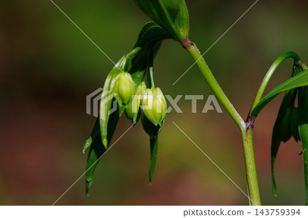 Disporum 無柄生長在灌木叢等開闊區域,並綻放類似於所羅門海豹的花朵。 Disporum 無柄生長在灌木叢等開闊區域,並綻放類似於所羅門海豹的花朵。 143759394