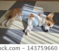 一隻柯基犬在日式房間放鬆休息 143759660