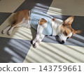 柯基犬躺在地板上 143759661