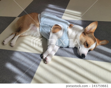 柯基犬躺在地板上 柯基犬躺在地板上 143759661