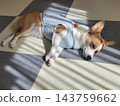 柯基犬睡在地板上 143759662