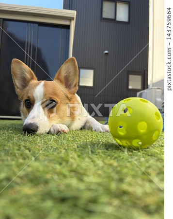 柯基犬玩球 柯基犬玩球 143759664