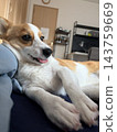 一隻柯基犬趴在主人身上，坐在客廳。 143759669