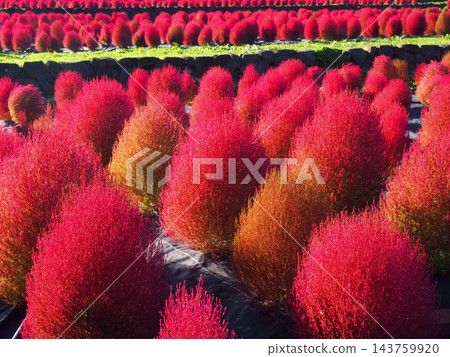 道之森湖濱公園的掃帚草田 道之森湖濱公園的掃帚草田 143759920