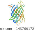 GFP（綠色螢光蛋白）的三維結構：β桶的帶狀模型，側面視圖，透明背景。 143760172