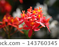 Evidendrum flowers and morning dew 143760345
