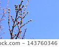 Red flower buds of a flowering peach tree against a blue sky 143760346