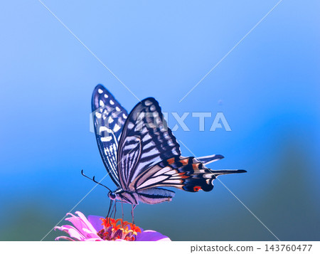 抽花蜜的Swallowtail蝴蝶 抽花蜜的Swallowtail蝴蝶 143760477