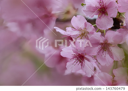 粉紅色的櫻花花瓣 粉紅色的櫻花花瓣 143760479