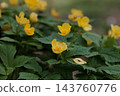 日本棣棠花在潮濕明亮的森林中盛開。 143760776