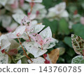 Macro photograph of young leaves of Trachelospermum asiaticum. 143760785